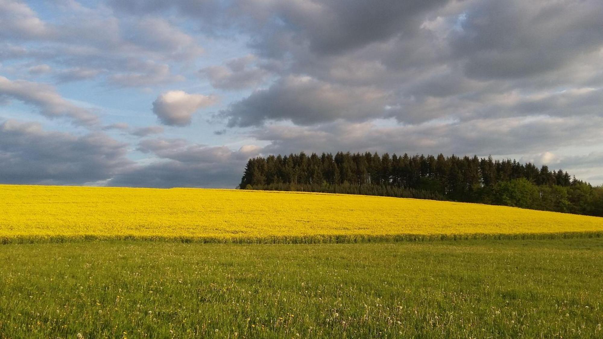 Ferienwohnung-Freuen Бланкенгайм Екстер'єр фото
